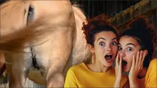 Our Beautiful Horse|Desi Horse Farm