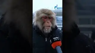 ШИНПАНЗИ ИЗ РОССИ #monkey #monkeys #water #cool #coolvideo #winter #youtubeshorts #youtube