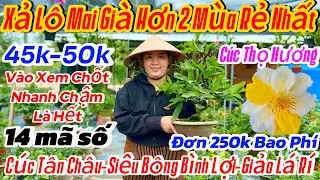 28/12☎️ 0337274909 ☎️🌴Mai vàng chơi Tết 45k🌴14 mã số-nhị Ngọc toàn-bình lợi-cúc thọ hương-Tân châu