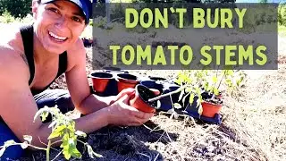 TOMATO EXPERIMENT Buried stem vs non buried stem | Zone 3 gardening