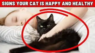 Shocking! If Your Cat Often Does This, They Are in Perfect Health!
