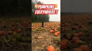 Sauvie Island's Pumpkin Patch was the perfect place to grab our fall decor and pumpkins for carving.