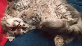The cat can pretend to be dead