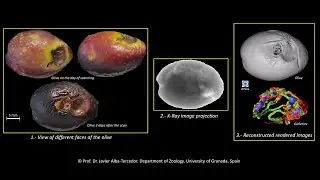 Observing the galleries of the olive fruit fly Bactrocera oleae inside the olive using micro-CT