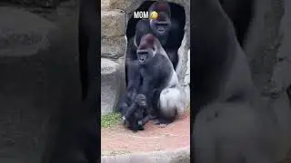 Gorilla Dad Changes When Mom Appears🤭😂😭 #gorilla #gorillatag #funny #trending #fyp #viral #animals