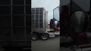 🍑KENWORTH😱 w/a #bullwagon #truck #truck #trucker #kenworth #kw #w9 #bull #cattle #farming #cowboy