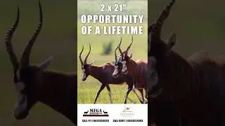 Massive Blesbuck Genetics UP FOR GRABS! #shorts #wildlife #wildanimalhunting #southafrica