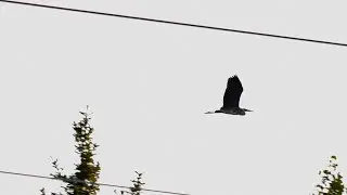 Summer Nature and Wildlife