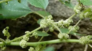 クワクサ/Fatoua villosa 07_250922_森林公園