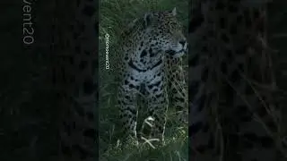 Il serpente Anaconda