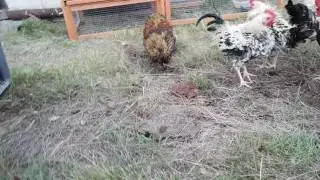 My Rooster calls me an asshole!