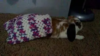 How to treat a sick rabbit