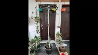 Repotting Dragon Fruit Plant | PlantishQ