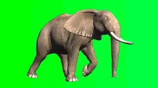 Elephant green screen shot I Elephant  screen animation 