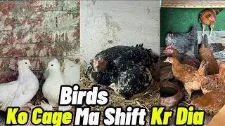 Birds Shifting Time || AH Pets World