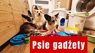 Psie gadżety i akcesoria. W filmie omawiam przydatne rzeczy dla ps&oacute;w i podaję orientacyjne ceny