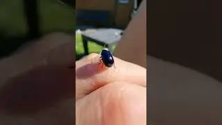 Shiny Alder Leaf Beetle (Agelastica alni)