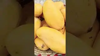 Multani Mango | #mango #season #viral #video #views #trending