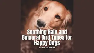 Rainy Serenade for Joyful Dog Moments