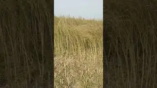 Siriram 1666 Sarso Ka badasah