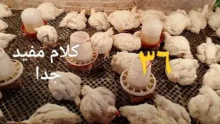 عمر الفراخ ٣٦ يوم # ممكن اغير نوع العلف واجيب نوع تاني # ممكن احط علف وسط ناهي ١٩٠/٠