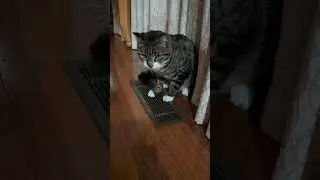 Sox the cat is staying warm #funnycats #cute