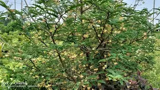 Metta imli Ki Kheti | Thai Sweet Tamarind FarmingInIndia | how to make sweet imli |#ThaiPlantNursery