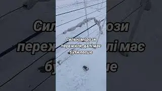 Сильні морози пережили, далі має бути легше