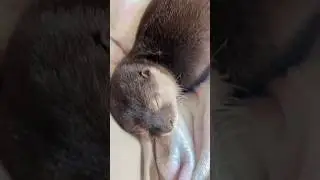 Otterly adorable even in sleep!🥰🦦|Cute Otter #ytshorts #ytviral #funnyotter