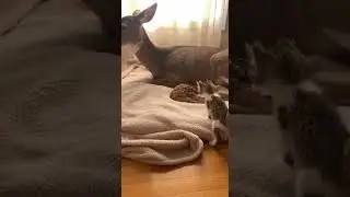 A Kind Kitten Comforts an Injured Deer Family Watch Their Heartwarming Bond
