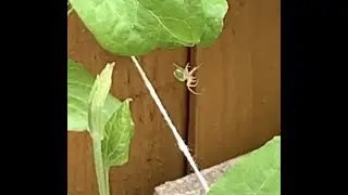 Cucumber Green Orb Spiders - Fascinating spiders.
