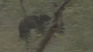 Sloth Bear