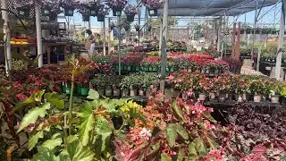H&H Nursery - Flowers Garden