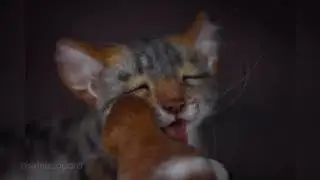 Чужих детей не бывает...