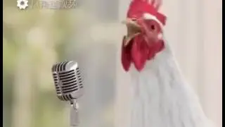 H&uuml;hner song