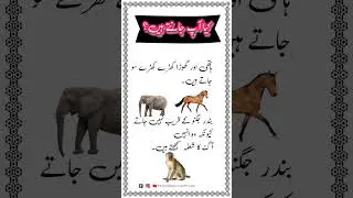Monkey,elephant and horse facts.#animals #information #gk #shorts