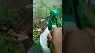How to Protect Your Plants: Using BT Spray for Egg Prevention