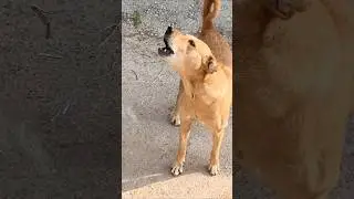 Dog sound#dog barking loudly #5k viral#shorts