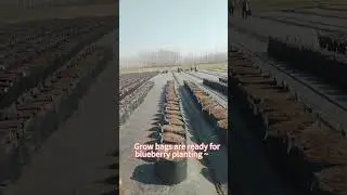 5000pcs Grow Bags filled the substrate and ready for blueberry planting ~🫐🫐