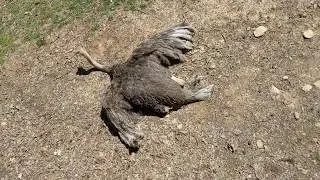 Mystery Why Female Ostrich Lying on Stomach with Wings Out at NC Zoo!