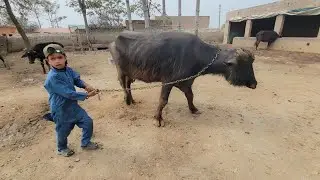 Barish ke bad dhup nikal aye | Bilal vlog 