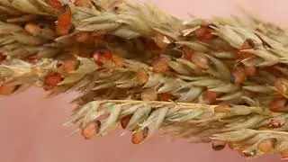 Giant rat&rsquo;s tail identification, impacts, methods of spread and distribution in Queensland