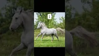 R&eacute;vision Galop 3