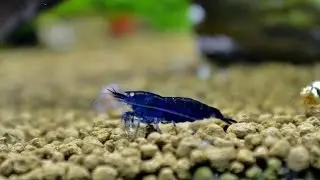 How to Breed Royal Blue Tiger Shrimp