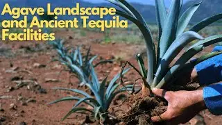 Exploring the Agave Landscape and Ancient Tequila Facilities in Mexico