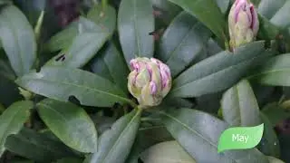 Watch my Rhododendron 'Cunningham's White' march- november. Рододендрон Каннингемс Уайт март-ноябрь.
