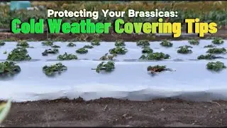 Protecting Your Brassicas: Cold Weather Care and Covering Tips