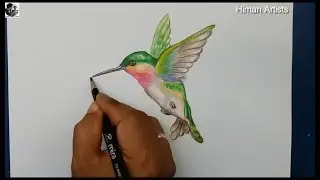 Draw and painting Hummingbird step by step || Drawing Hummingbird Bird