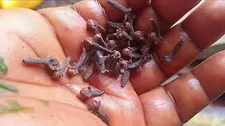 Clove Enhanced Immune Response of your birds 