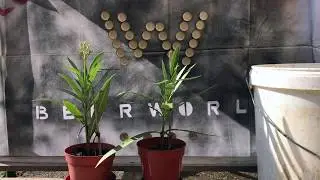 Sziget - Mission:Love Revolution 2018 - BeerWorld - Wasted Waste